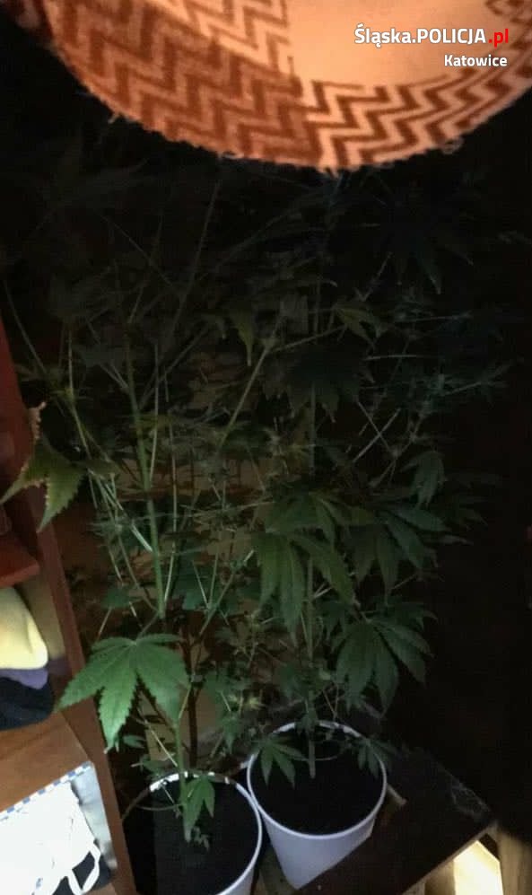 Zatrzymani z narkotykami