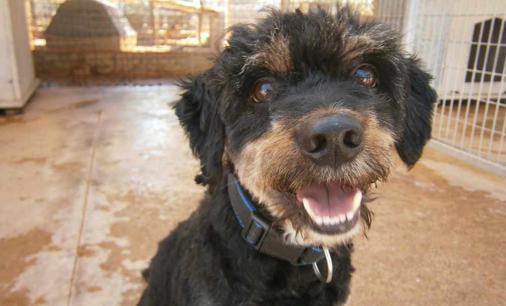 Do Chorzowa trafi więcej bezdomnych zwierząt