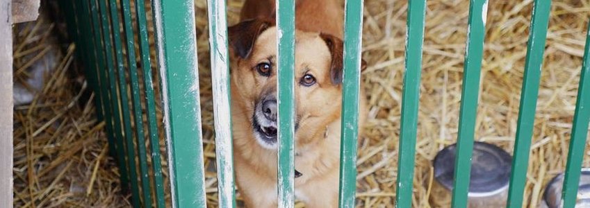 Wiemy, kto zajmie się bezdomnymi zwierzętami