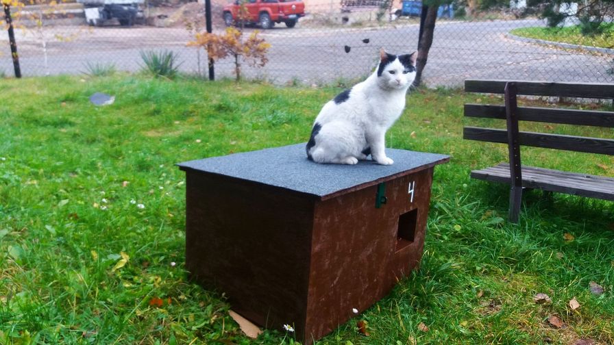 Dbamy o wszystkich, dbamy o koty