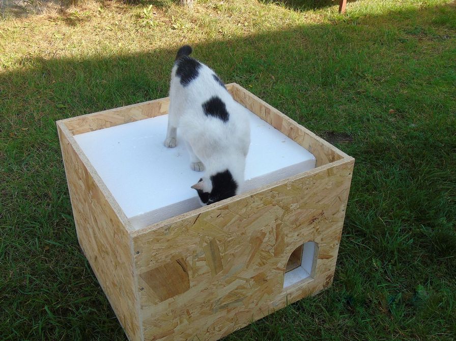 Dbamy o wszystkich, dbamy o koty