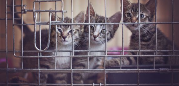 Pomóż miejskim kotom