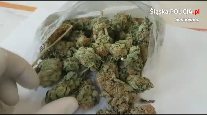 Policyjny pies pokazał, gdzie jeszcze są narkotyki