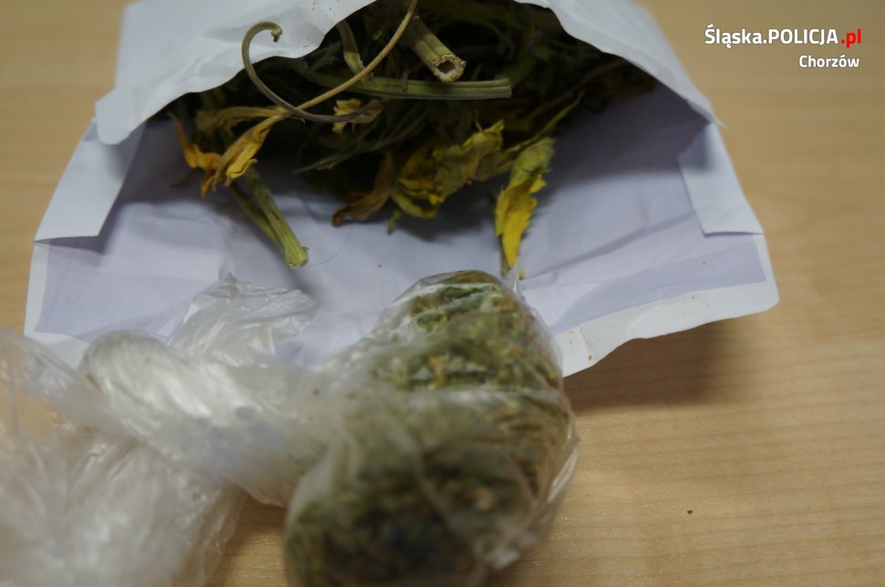 Zlikwidowana plantacja konopi