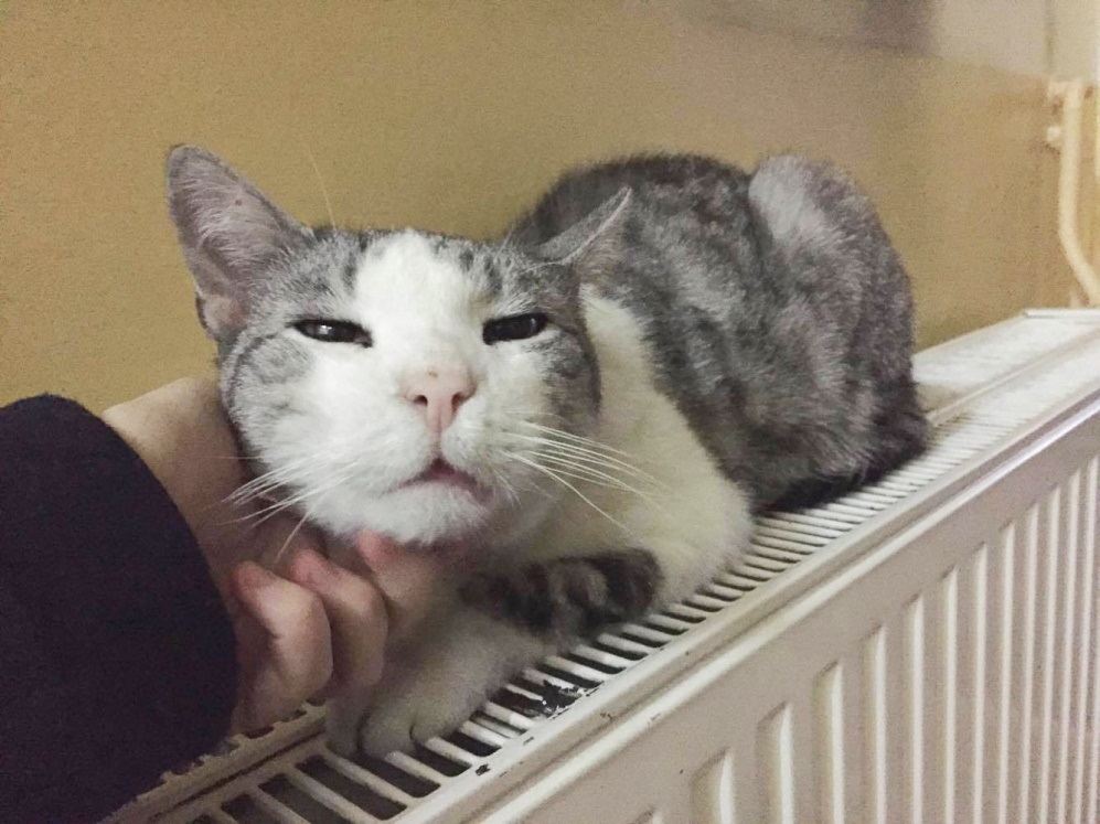 Uratujmy Profesora Maciusia!