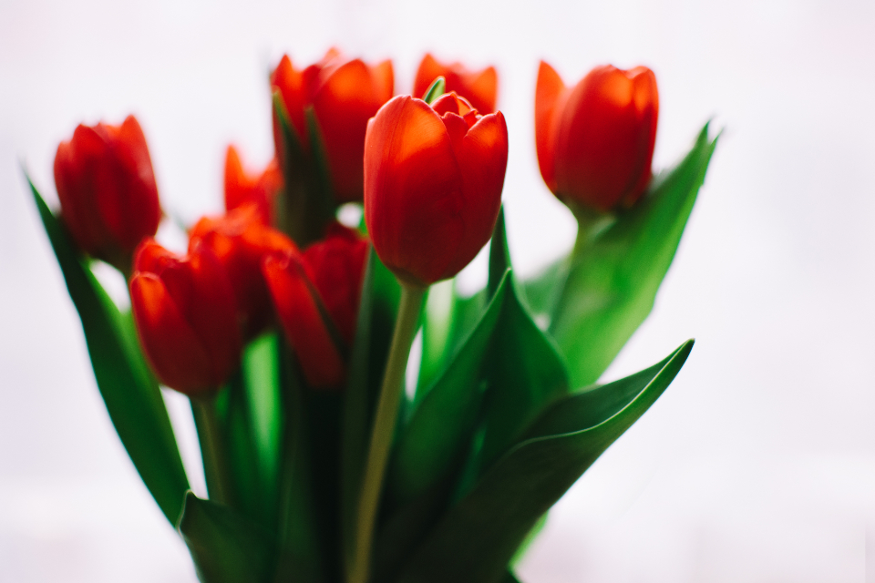 Ile kosztuje dostawa kwiatów?