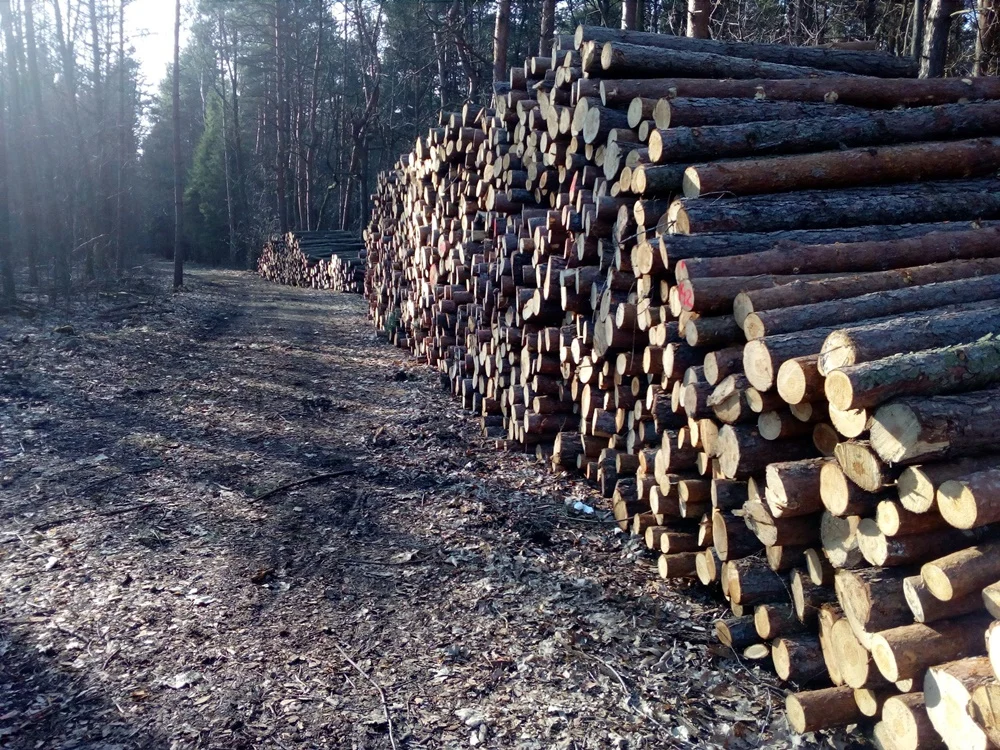 Wycinka drzew zaniepokoiła mieszkańców