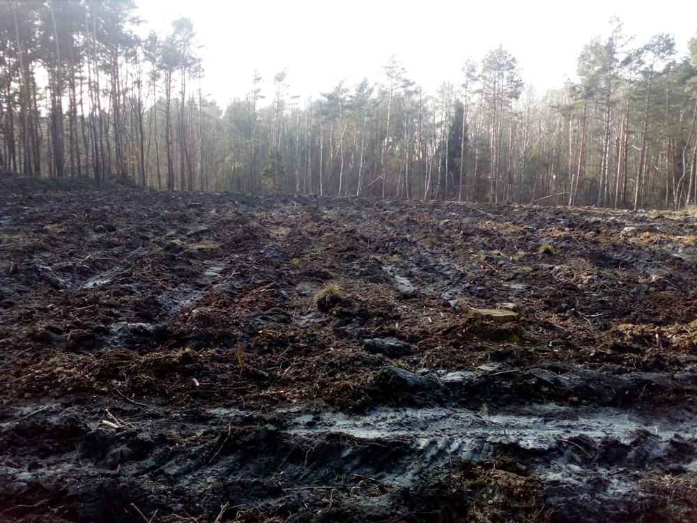 Wycinka drzew zaniepokoiła mieszkańców