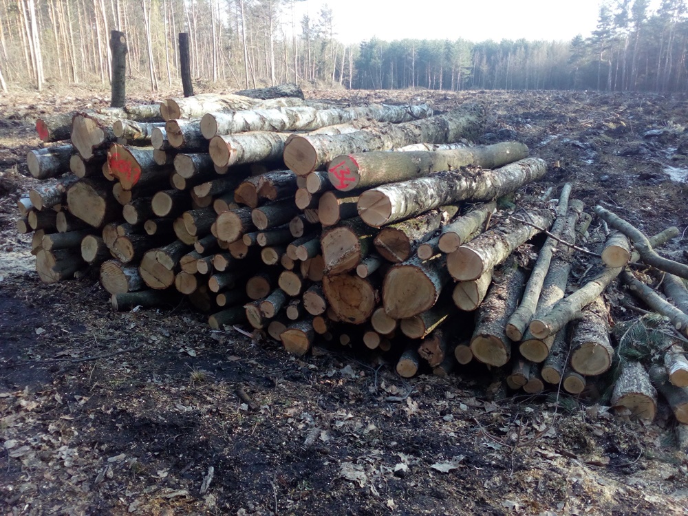 Wycinka drzew zaniepokoiła mieszkańców