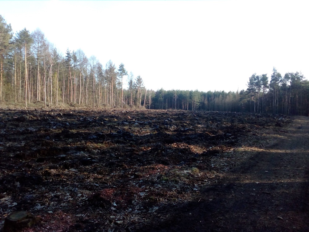 Wycinka drzew zaniepokoiła mieszkańców