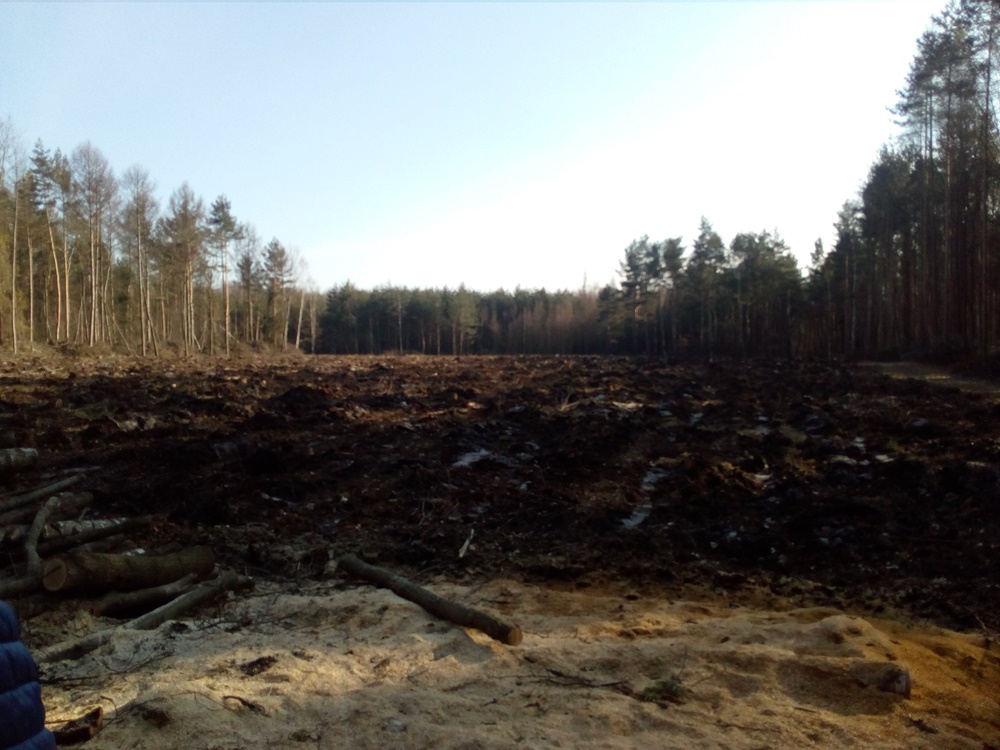 Wycinka drzew zaniepokoiła mieszkańców