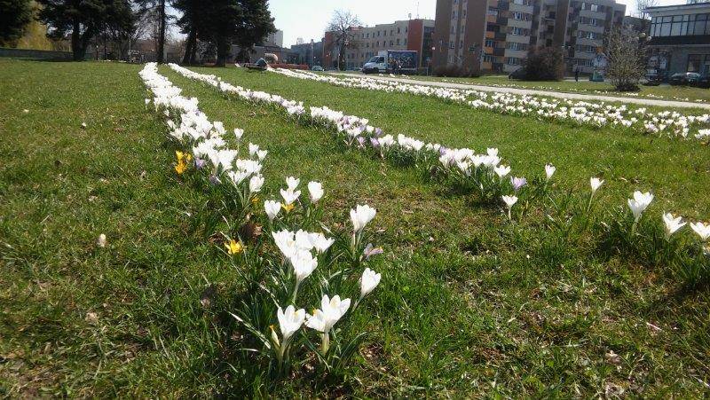 Tychy zakwitną na wiosnę