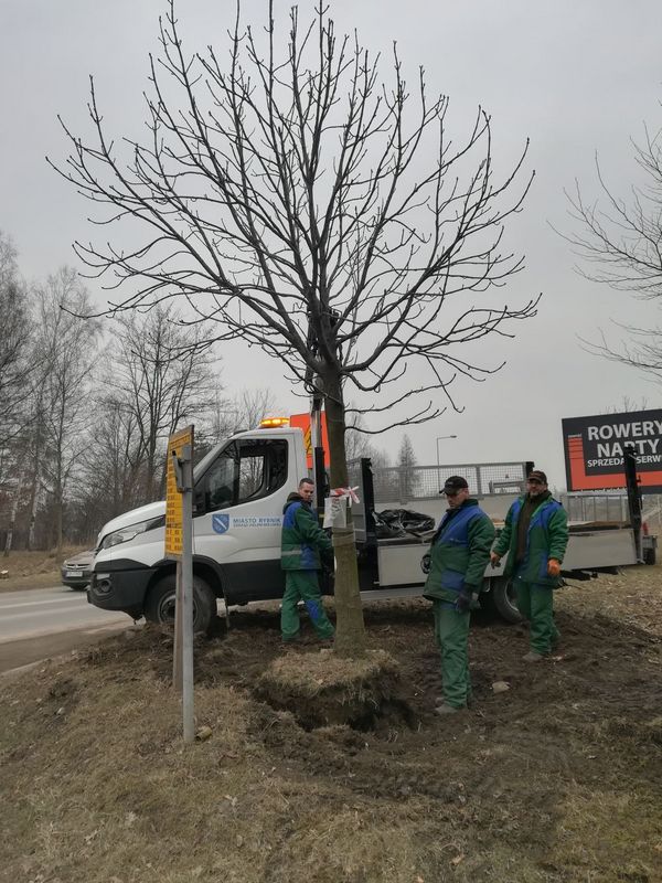 Zamiast wycinki - przesadzanie