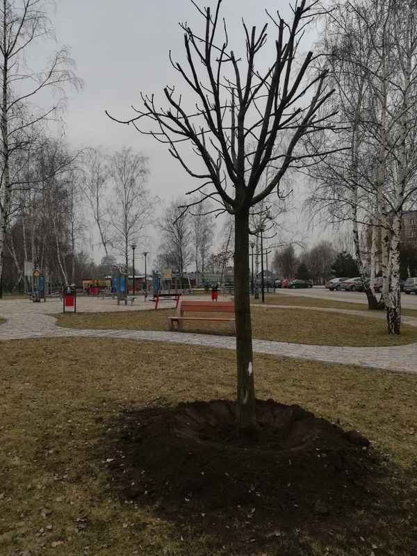 Zamiast wycinki - przesadzanie