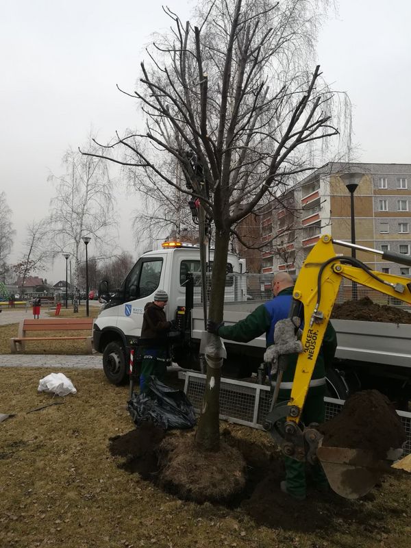 Zamiast wycinki - przesadzanie