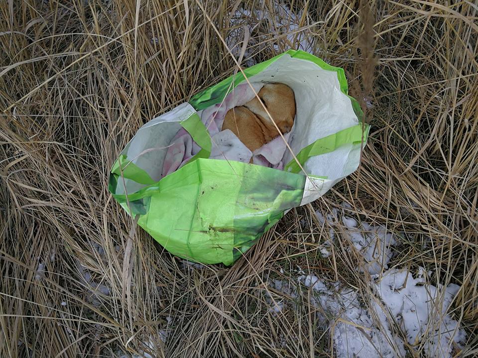 Ktoś porzucił psa w torbie. Zwierzę zamarzło…
