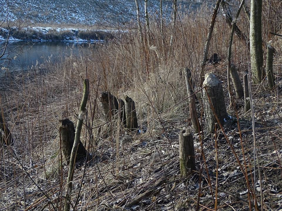 W Zabrzu pojawiły się… bobry?
