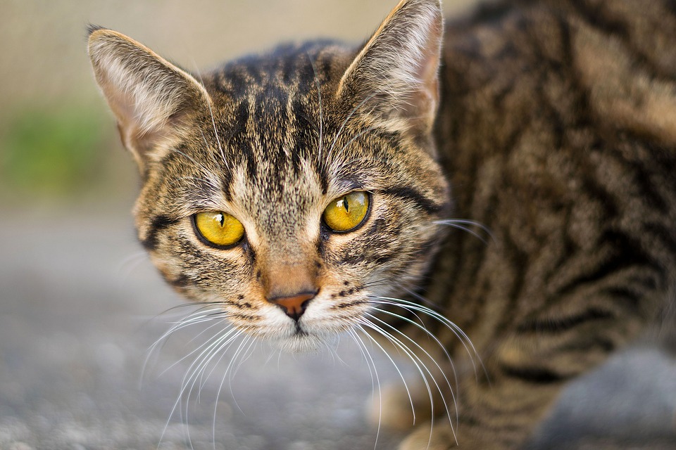 Trwa akcja sterylizacji i kastracji kotów wolnożyjących