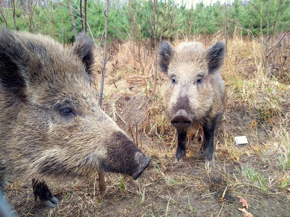Problem dzików grasujących w mieście nie znika!