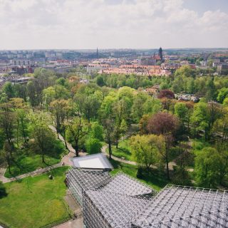 Coraz więcej nowych drzew