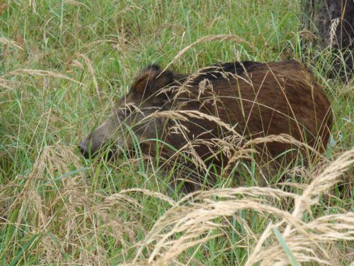 ASF - Zgłaszanie padłych dzików!
