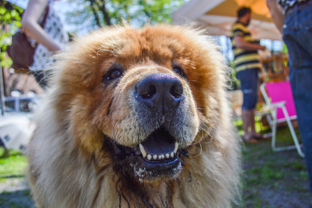 Woofstock na Nikiszu [FOTORELACJA]