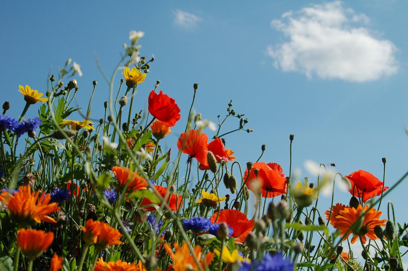 Katowice zakwitną łąkami!