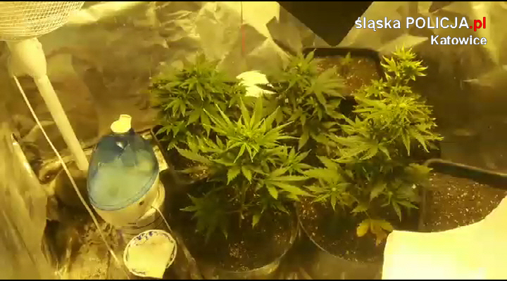 Policjanci zlikwidowali plantację konopi