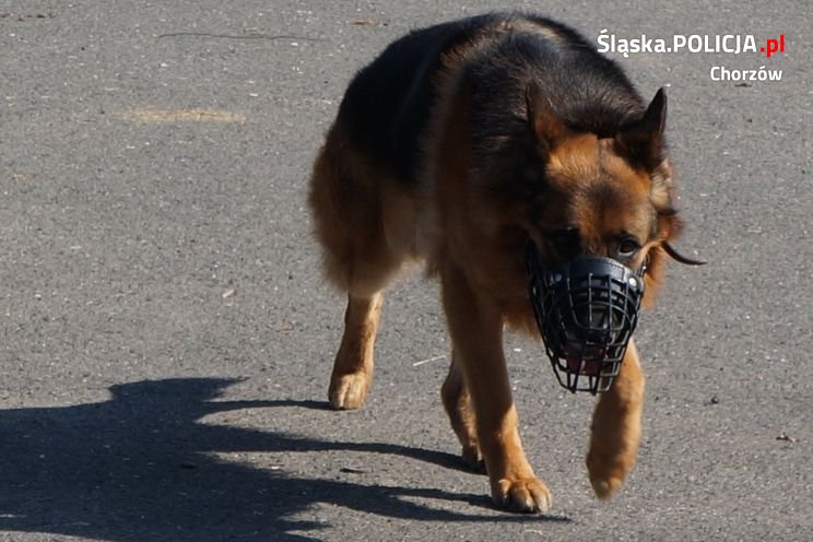 Kobieta została pogryziona przez psa