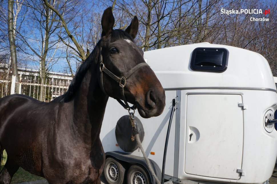 Nowy koń w chorzowskiej policji