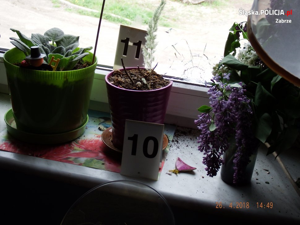 Strzelanina i policyjna obława w Zabrzu