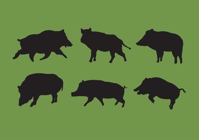 Znalazłeś martwego dzika? Koniecznie to zgłoś!