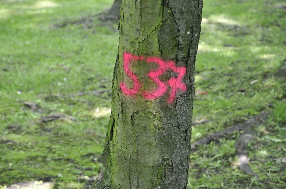 Miasto planuje kolejne wycinki drzew?