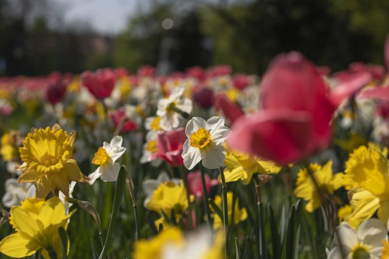 Zapraszamy do konkursu "Mój ogrodowy raj"