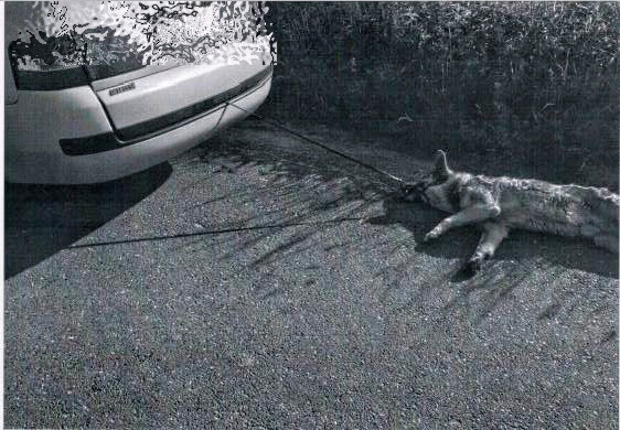 NIE REAGUJESZ - AKCEPTUJESZ: obronił psa przed właścicielem