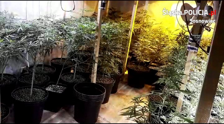 Narkotyki i uprawa marihuany w mieszkaniach w Sosnowcu