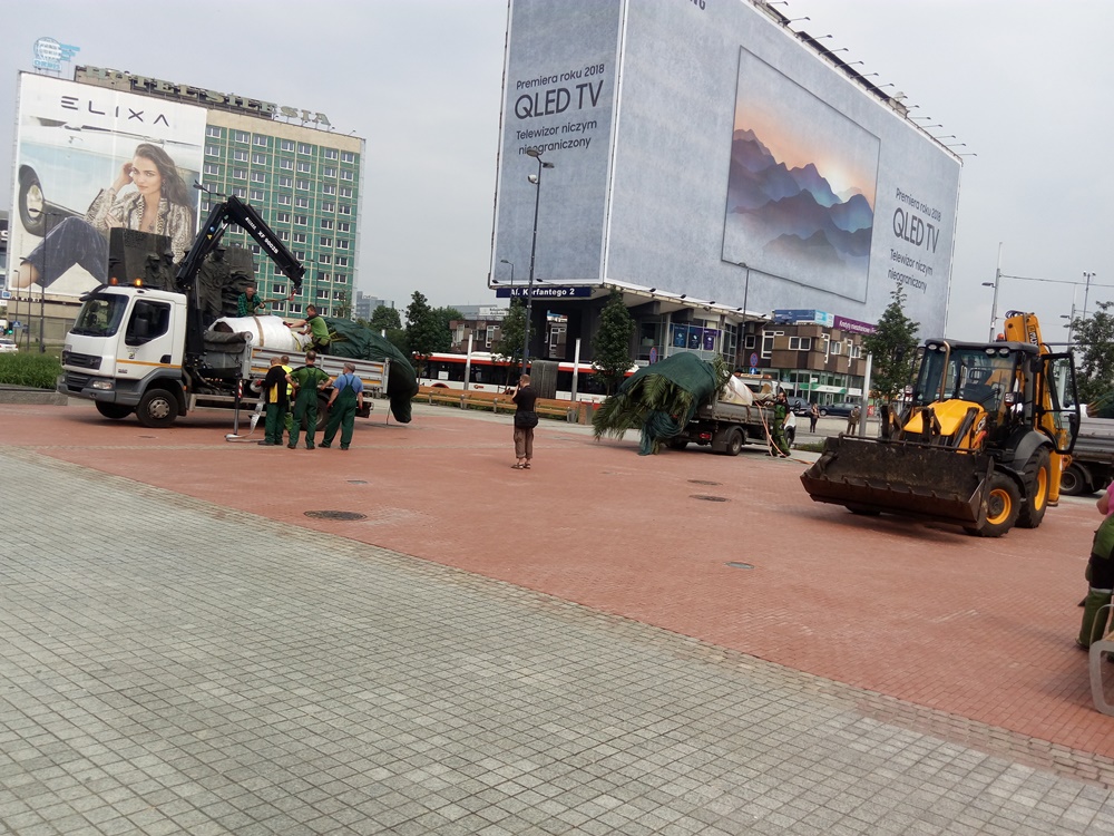 Palmy znów na rynku!