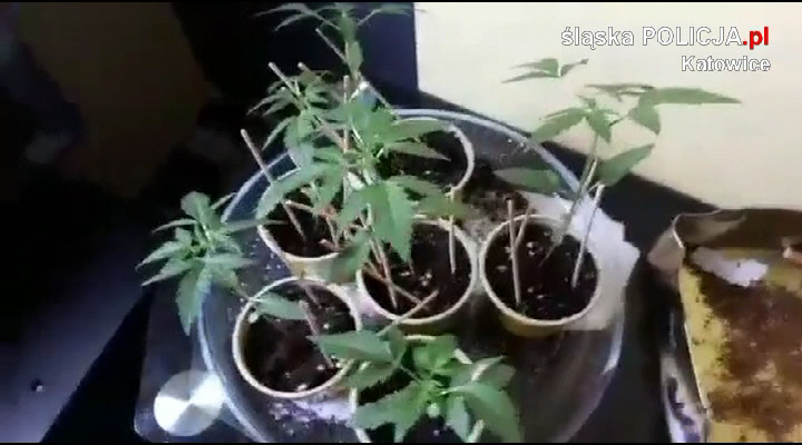 Kolejne uderzenie w narkobiznes