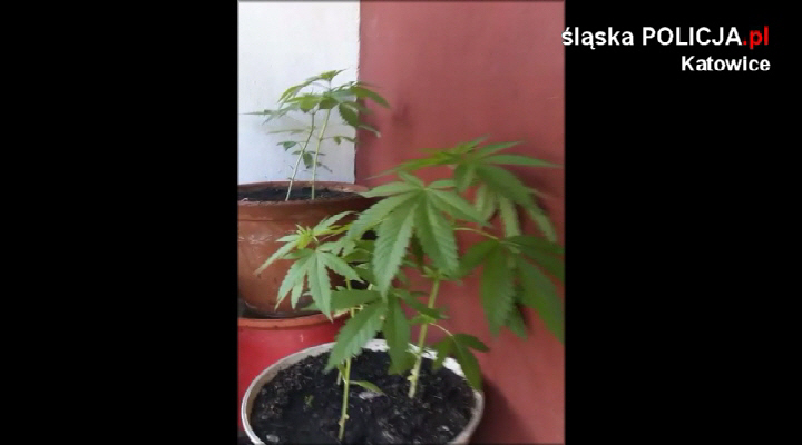 Uprawiał konopie na balkonie