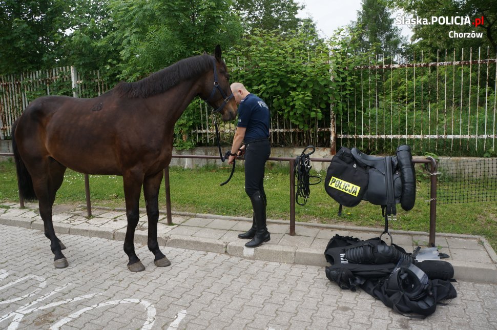 Lekcja ekologii z chorzowską policją konną