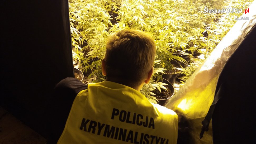 Kupił mieszkanie z plantacją konopi indyjskich