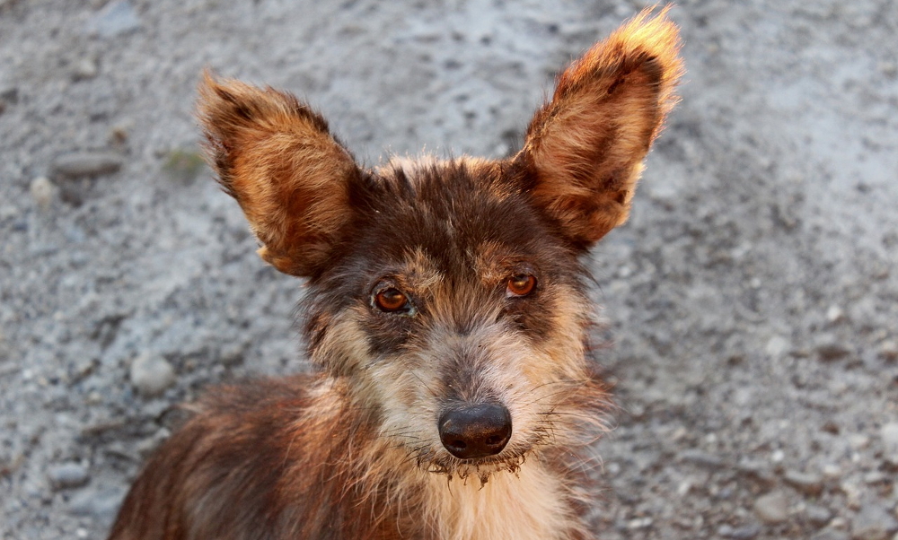 Pomóżmy Żorskiemu Stowarzyszeniu dla Zwierząt!