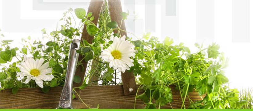 Stwórz zieloną przestrzeń na swoim osiedlu!