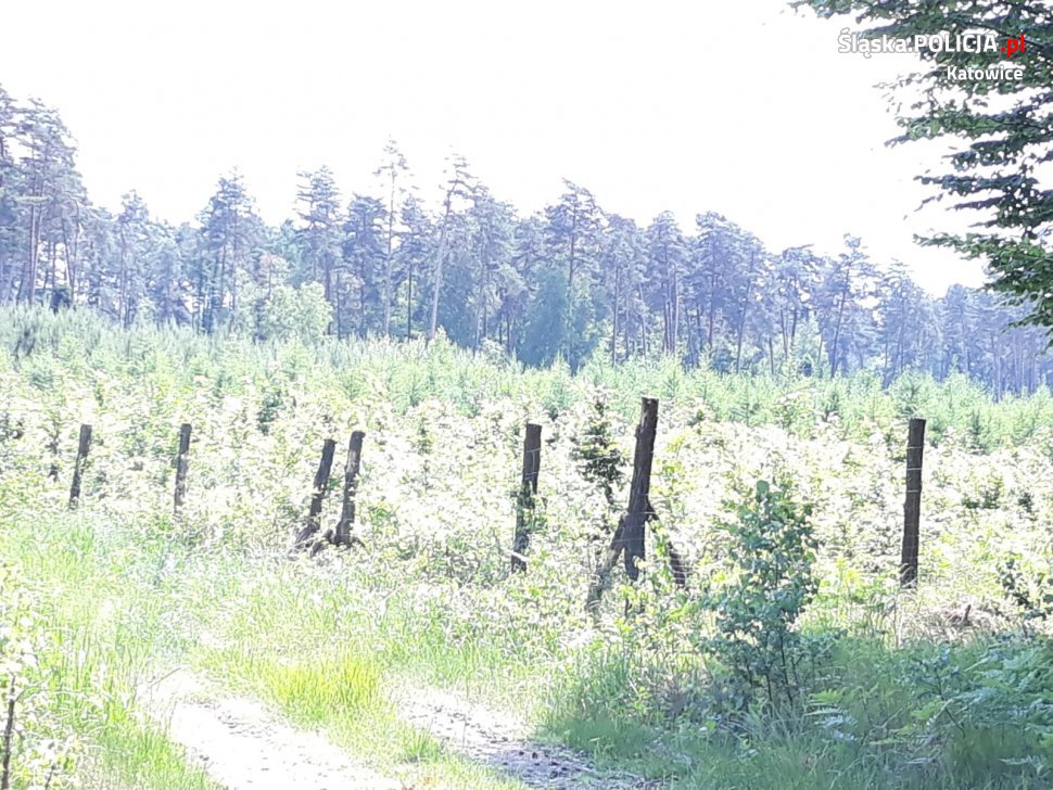 81 krzaków marihuany w lesie