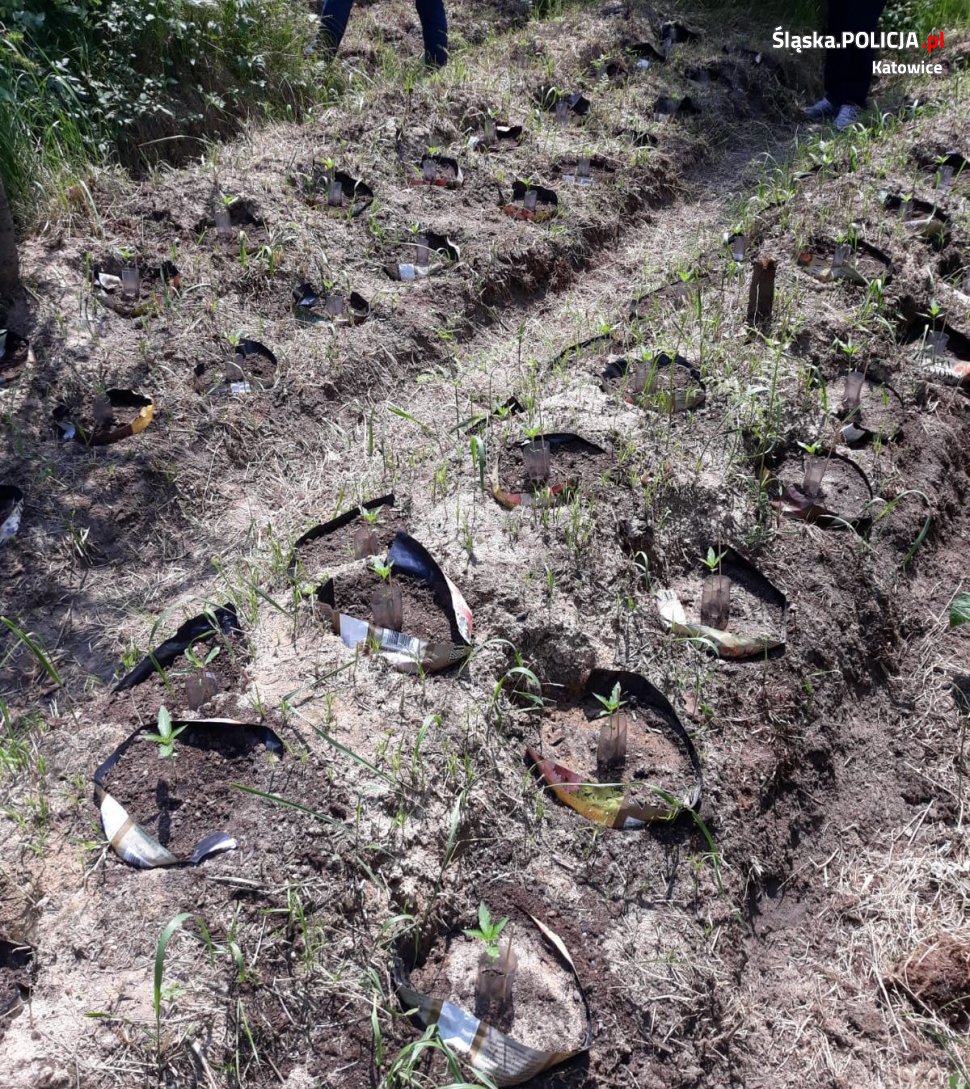 81 krzaków marihuany w lesie