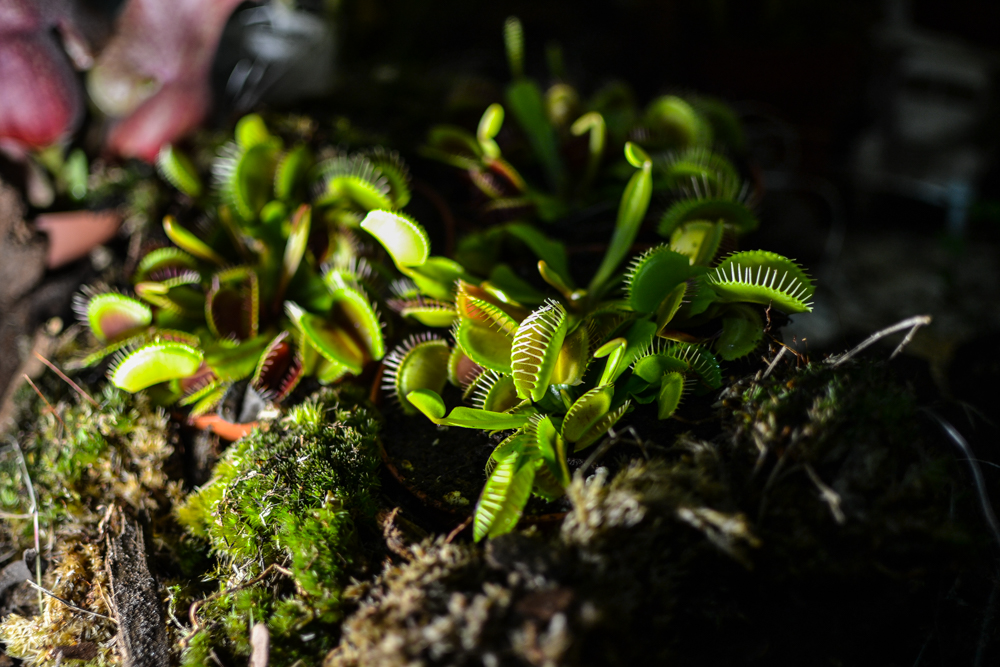 Rosiczki i muchołówki w Spodku [ZDJĘCIA]