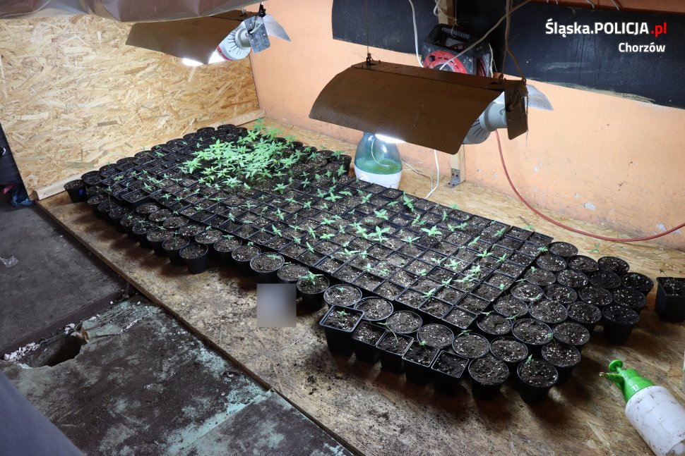 Zlikwidowali plantację konopi indyjskich