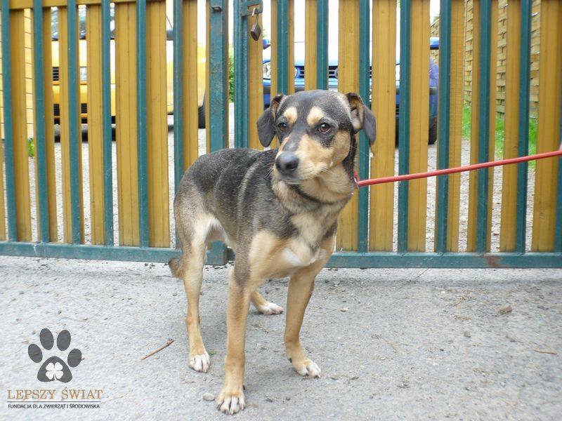 Bezdomne psiaki czekają na nowy dom
