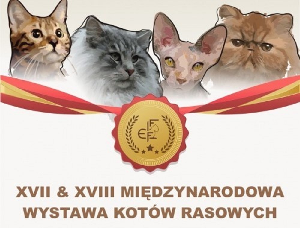Wystawa Kotów Rasowych - zobaczcie kocie piękności!