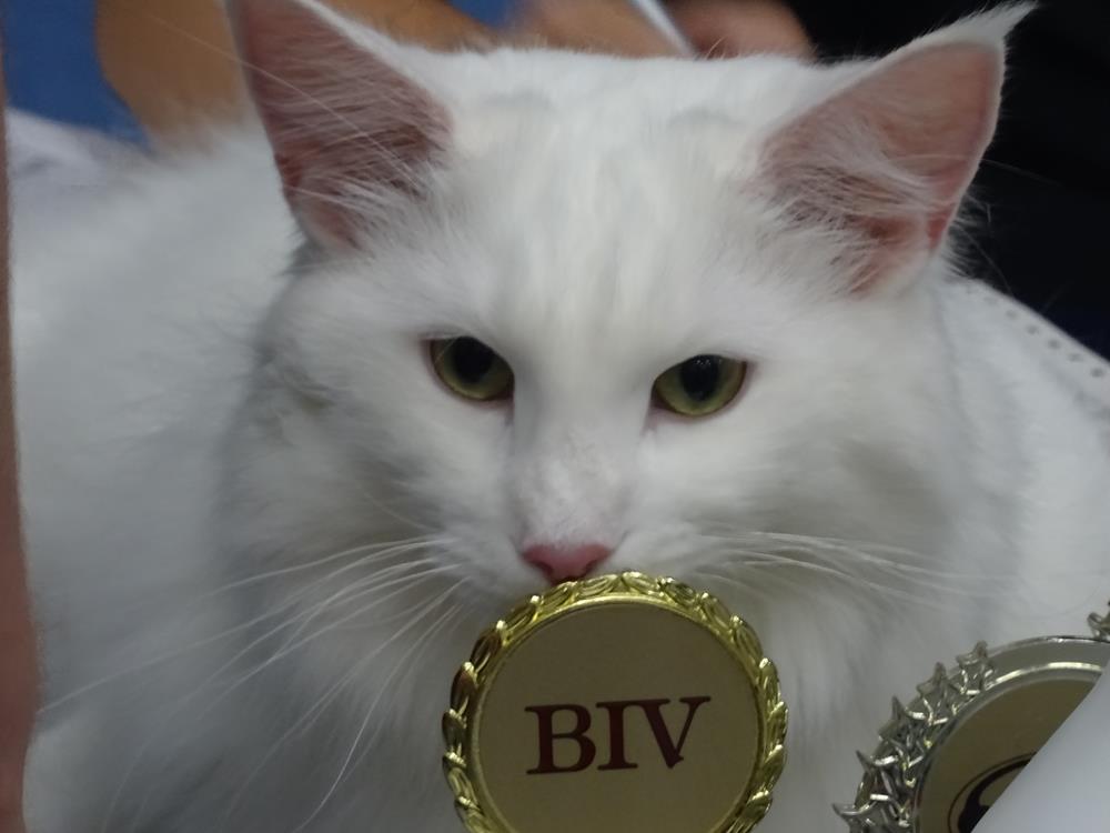 Niezwykłe koty różnych ras na wystawie w Żorach!